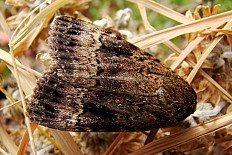 Obana vagipennata - Svenssons Pyramideneule
